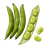 Slika Bob