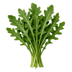 Slika Rukola coltivata