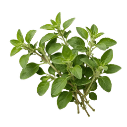 Origano