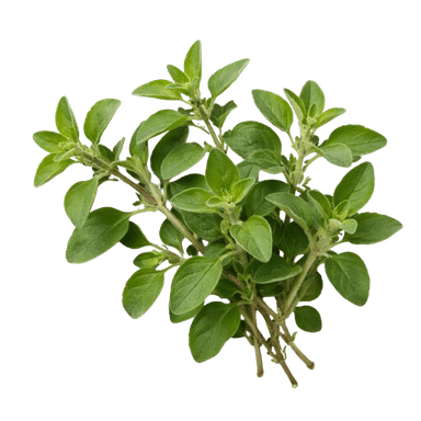 Origano 
