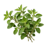 Origano 