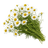 Kamilica