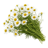 Kamilica