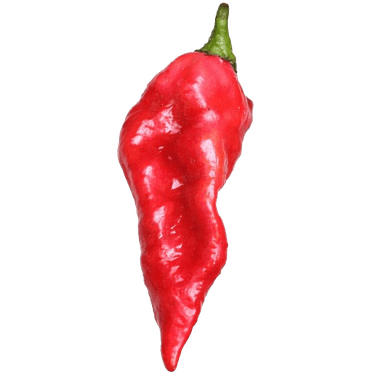 Čili Bhut Jolokia (Ghost pepper)