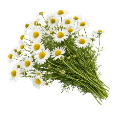 Kamilica