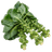 Kelj pupčar