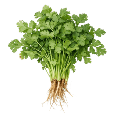 Korijandar 