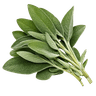 Kadulja