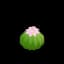 CactusBarrel