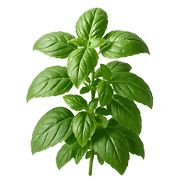 Bisiljak italiano classico