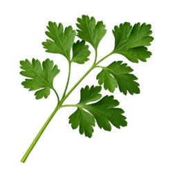 Peršin berlinski poludugi