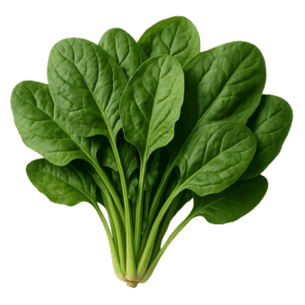 Špinat