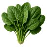 Špinat