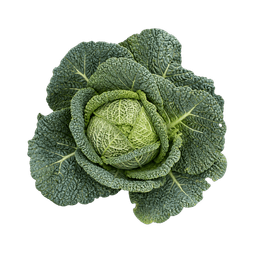 Kelj vertus