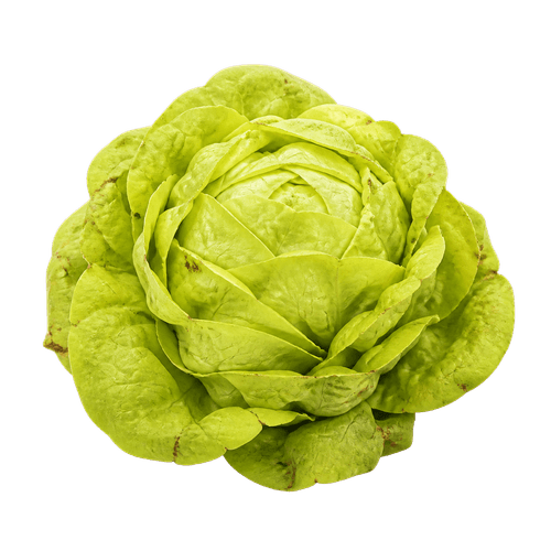 Sorta Salata zimska nansen's noordpool povezana sa sjemenom Green Garden salata puterica nansen 6g