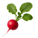 Rotkvica