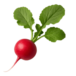 Rotkvica Cherry Belle
