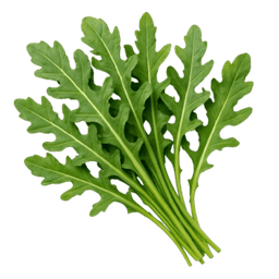 Rukola coltivata