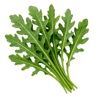 Rukola coltivata