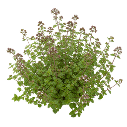 Origano