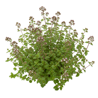 Origano