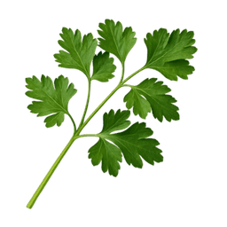 Peršin berlinski poludugi