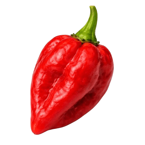 Sorta Čili Habanero Red (Crveni) povezana sa sjemenom Royal Seeds Čili Habanero Red (Crveni) 0.15g