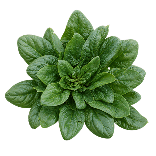 Sorta Špinat matador povezana sa sjemenom Green Garden Gr.50 Špinat Matador 50g