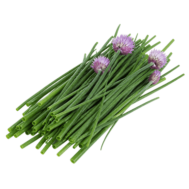 Vlasac Drobnjak Welta