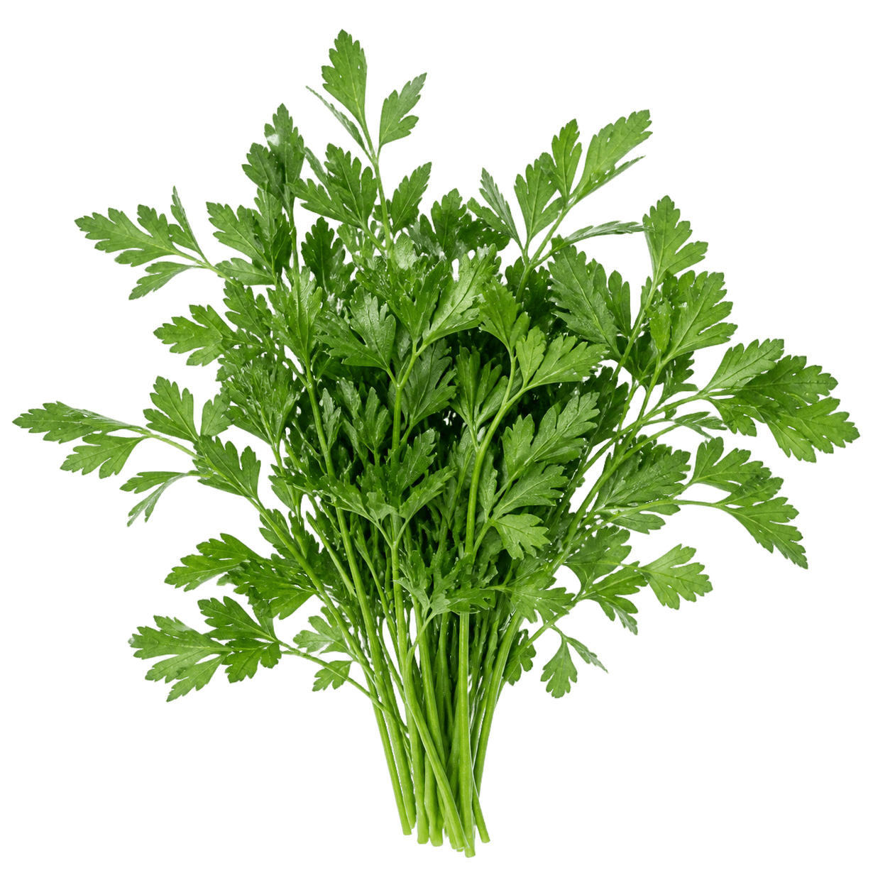 Sorta Peršin lisnati povezana sa sjemenom Royal seeds peršin lisnati 5g