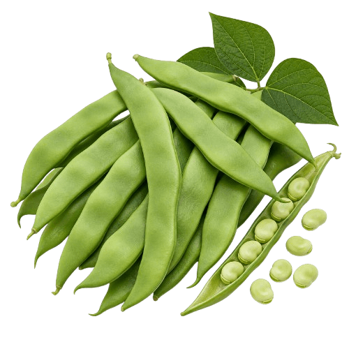 Sorta Grah mahunar zeleni niski starozagorski povezana sa sjemenom Green Garden grah zeleni niski starozagorski 100g