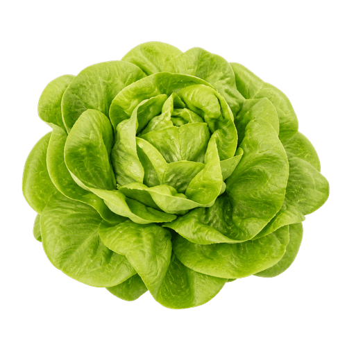 Sorta Salata puterica atrakcija povezana sa sjemenom Green Garden salata puterica atrakcija 5g