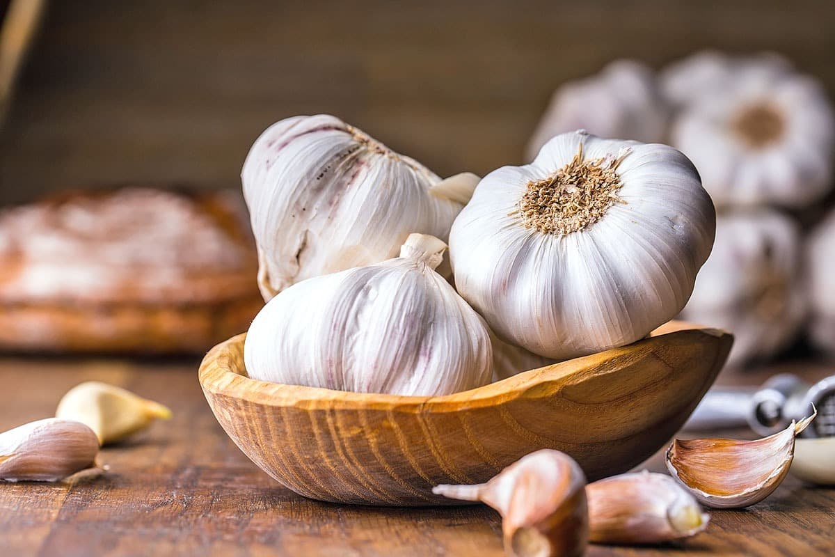 Pakiranje sjemena Miagra Češnjak Messidrome lukovice 500g