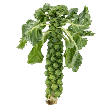 Kelj pupčar Groninger