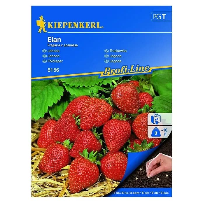 Pakiranje sjemena Kiepenkerl Jagoda Elan
