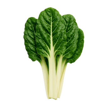 Blitva lisnata erbette