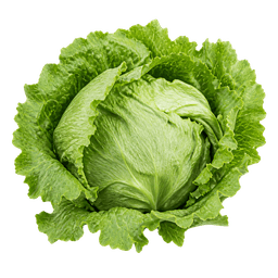 Salata ljubljanska ledenka