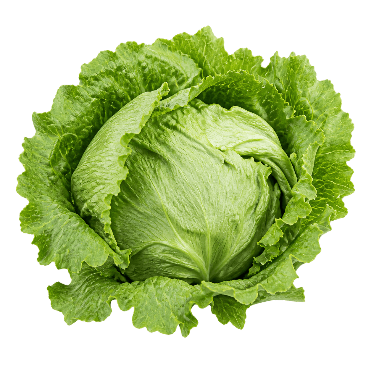 Sorta Salata ljubljanska ledenka povezana sa sjemenom Royal seeds salata ljubljanska ledenka 3g