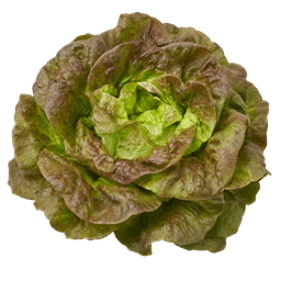 Salata puterica zimska rjavka