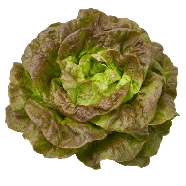 Salata puterica zimska rjavka
