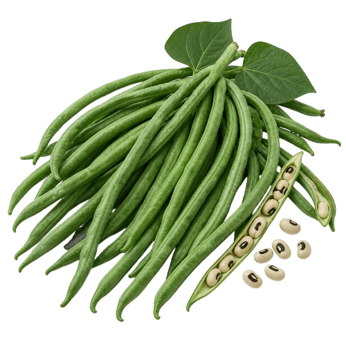 Sorta Mahuna niska vigna povezana sa sjemenom Royal seeds Mahuna niska vigna 10g