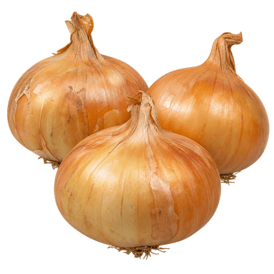 Luk Holandski žuti (lukovica)