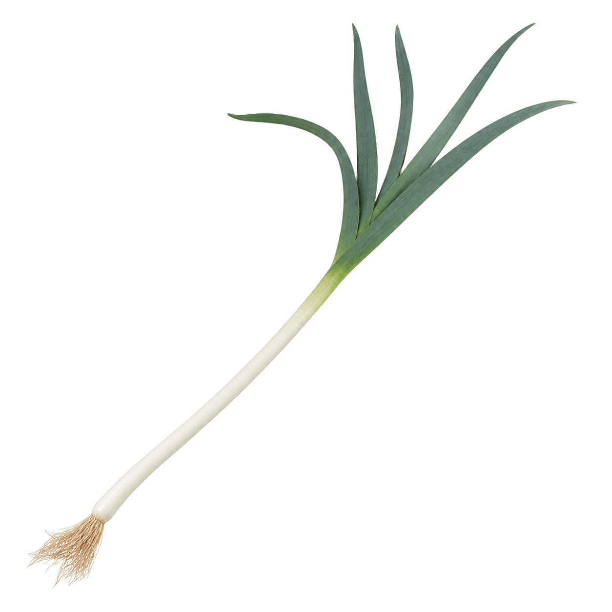 Sorta Poriluk domaći dugi povezana sa sjemenom Royal seeds Poriluk domaći dugi 2g
