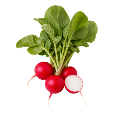 Rotkvica Cherry Belle