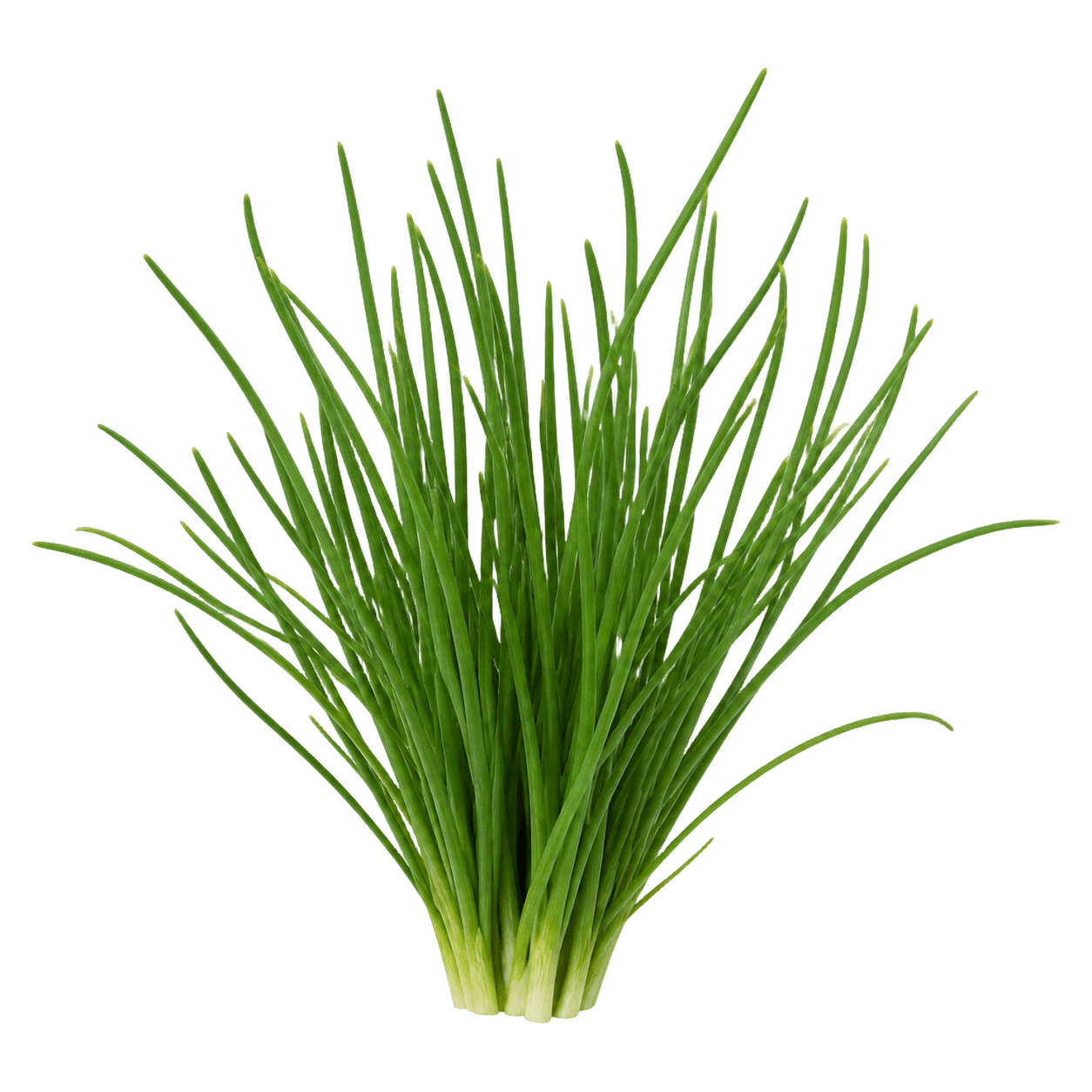Sorta Luk vlasac erba cipollina povezana sa sjemenom Green Garden luk vlasac erba cipollina 1.5g