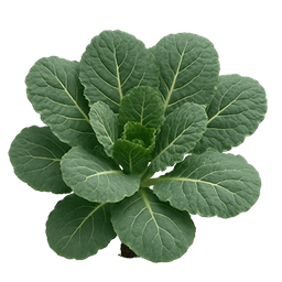 Slika Raštika lisnati kelj