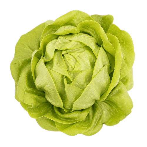 Sorta Salata puterica nansen povezana sa sjemenom Green Garden salata puterica nansen 6g