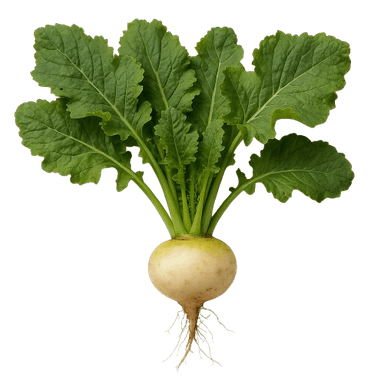 Repa namenia