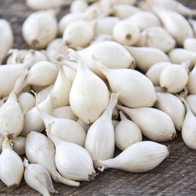 Pakiranje sjemena Miagra Luk Majski Srebrnjak (Snowball) lukovice 1000g