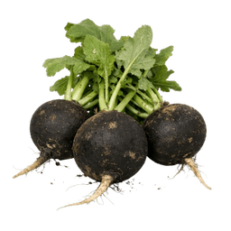 Rotkvica (Crna zimska) Nero Tondo dInverno